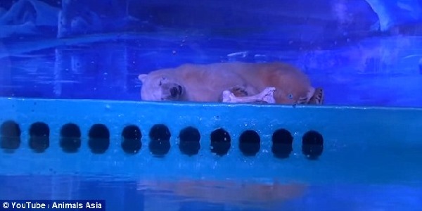 L'ours polaire le plus triste du monde, enfermé dans un centre commercial (VIDÉO ET PÉTITION)