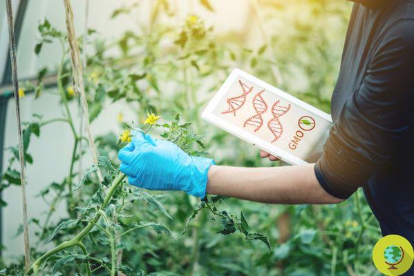 GMOs and pesticides: the study on the environmental impact of genetically modified crops arrives
