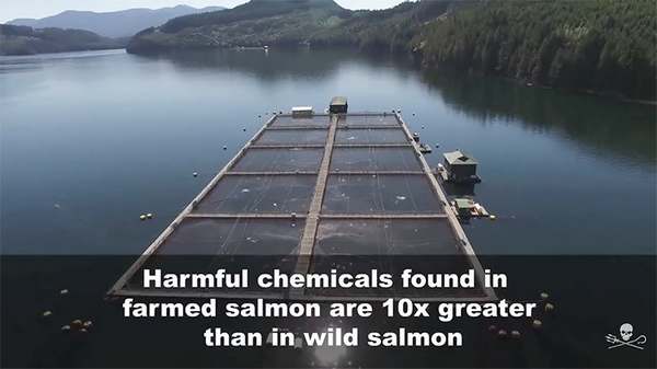 Antibiotics and chemicals: the secrets of salmon farming revealed by Pamela Anderson (VIDEO)