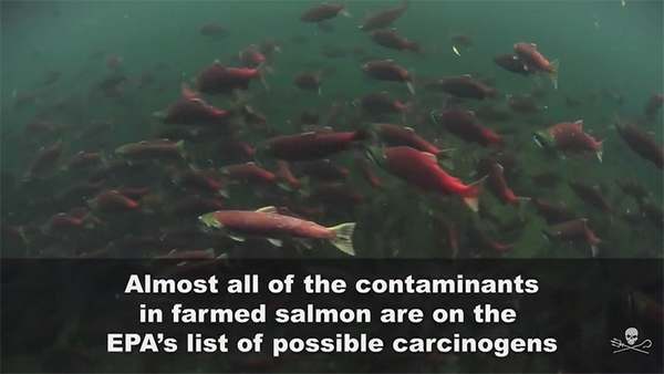 Antibióticos y químicos: los secretos de la salmonicultura revelados por Pamela Anderson (VIDEO)