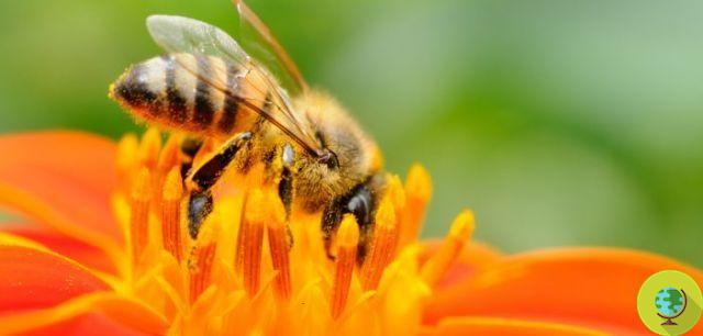 Descubierto un nuevo enemigo de las abejas, la muerte no para