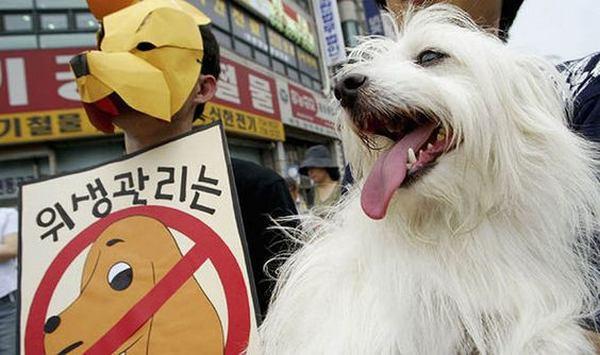 Maior mercado de carne de cachorro da Coreia do Sul fecha