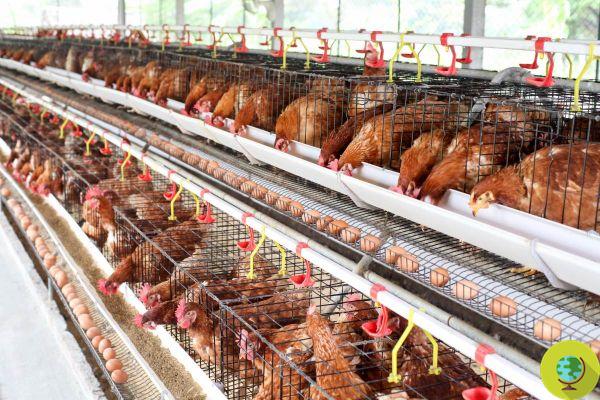 10 mil gallinas murieron de calor en ganadería intensiva