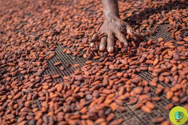 Créé la technologie qui transforme les déchets de cacao en électricité pour les villages les plus pauvres du monde