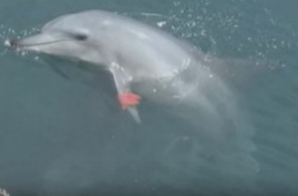 O golfinho resgatado de um aquário que agora vive livre com seu bebê no oceano (VÍDEO)