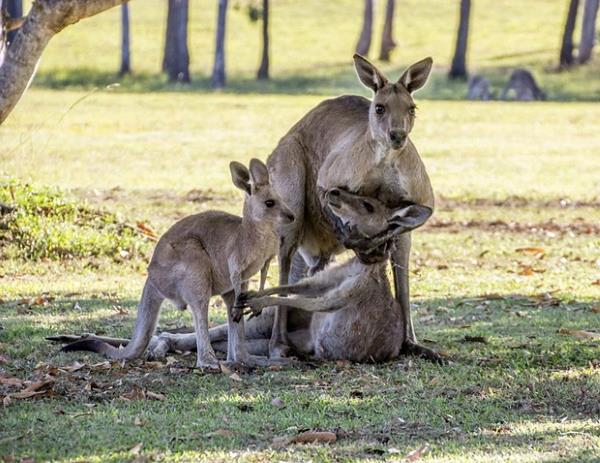 Toute la vérité sur le kangourou 'étreignant' le compagnon mort