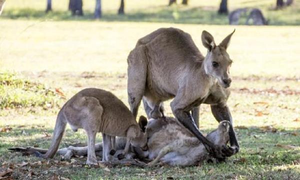 The whole truth about the kangaroo 'hugging' the dead companion