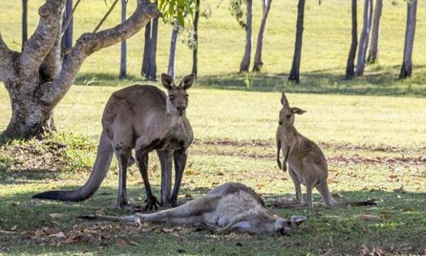 Toute la vérité sur le kangourou 'étreignant' le compagnon mort