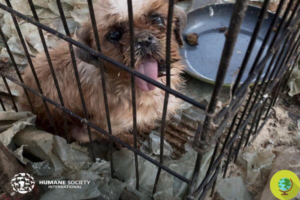 100 dogs freed from a South Korean kennel: undernourished and driven to cannibalism by terrible living conditions