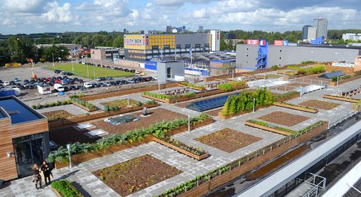 Peecycling : recycler l'urine pour fertiliser les toits verts d'Amsterdam