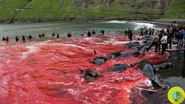 Hollywood stars against the slaughter of cetaceans in the Faroe Islands (VIDEO)