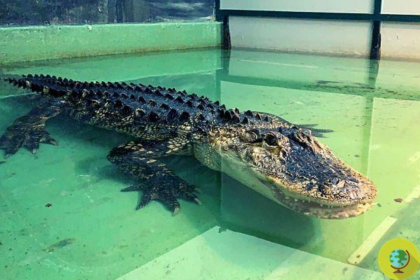 Alligator from a zoo attacks his trainer and threatens to tear off her arm