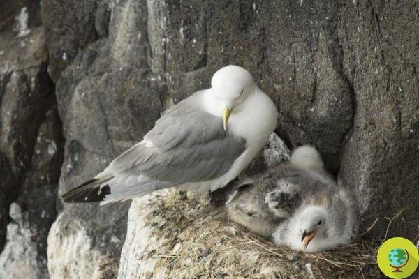 Des traces de plastique et de phtalates même dans les œufs d'oiseaux arctiques