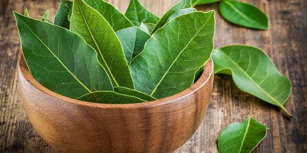 Bay leaves: 20 uses and benefits for health, hair and beauty