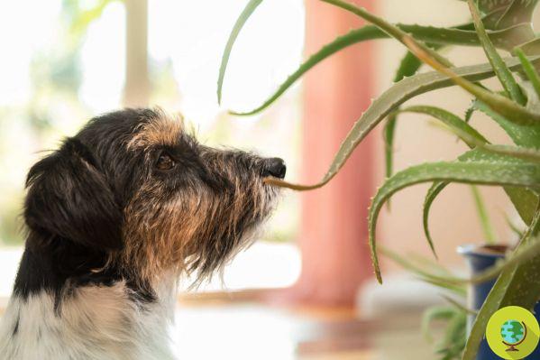 The most poisonous plants for cats and dogs you may have in your home or garden