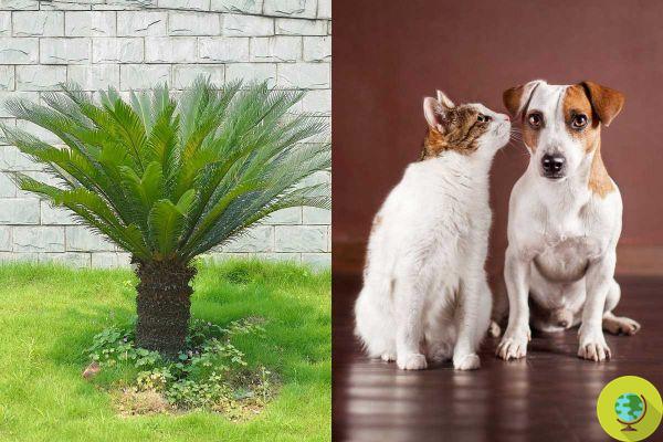 The most poisonous plants for cats and dogs you may have in your home or garden