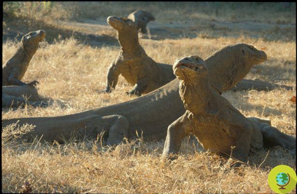 Dragón de Komodo: las hembras viven la mitad que los machos por la maternidad