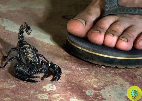 Le maître et le scorpion : l'histoire zen qui apprend à ne pas changer de nature