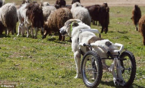 Abayed: the paralyzed sheepdog that walks with wheels