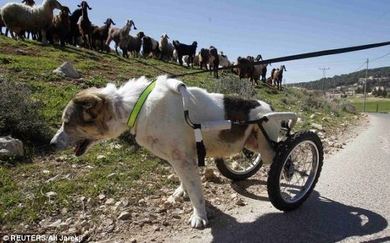 Abayed: el perro pastor paralizado que camina con ruedas
