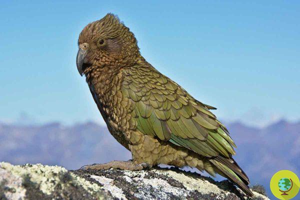 This parrot species may have chosen alpine ecosystems as a habitat to distance itself from humans