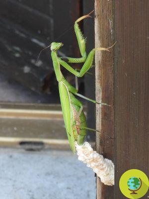 Bolsas de mantis religiosa: por qué no deberías quitarlas de tus plantas si ves una