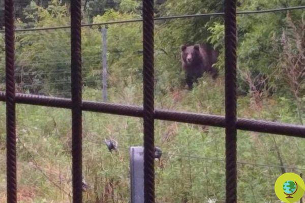 DJ3, la hija del oso Daniza, lleva 8 años encerrada en el recinto del Casteller di Trento
