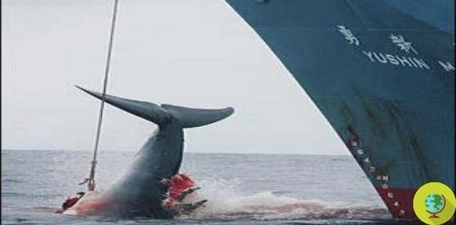 Japón quiere reanudar la caza de ballenas. La UE puede pararlo (PETICIÓN)