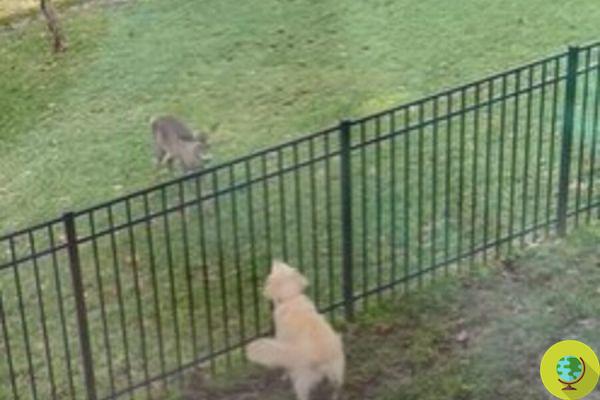 La vidéo extraordinaire du chien sauvant un bébé cerf