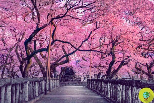 Sakura: la leyenda y el significado espiritual de los cerezos en flor japoneses