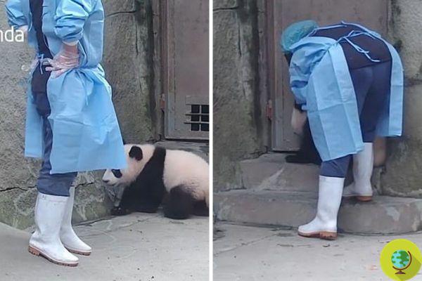 Filhote de panda persegue o tratador para não ficar sozinho: uma imagem que faz ternura, mas também muita tristeza