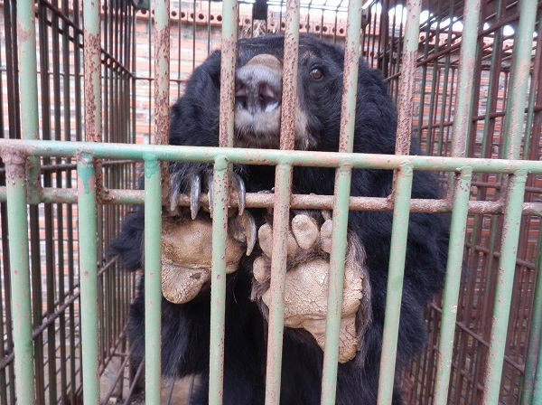 Uma assinatura para salvar 23 ursos de uma fazenda de bílis. 4 já morreram de fome