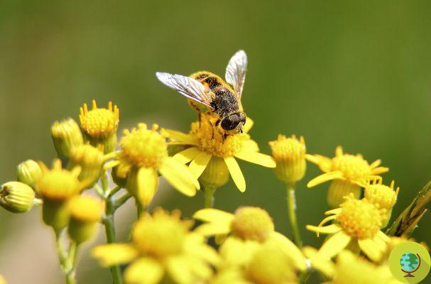 Vandana Shiva: los venenos en la agricultura llevan a la extinción de las abejas y de la humanidad