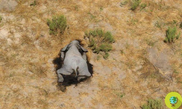 Ce ne sont pas les braconniers qui tuent les éléphants au Botswana. Et cela inquiète encore plus les experts...