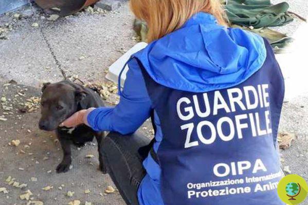 Chutou o cachorro Liù: condenado, mas só terá que pagar multa de 20 mil euros