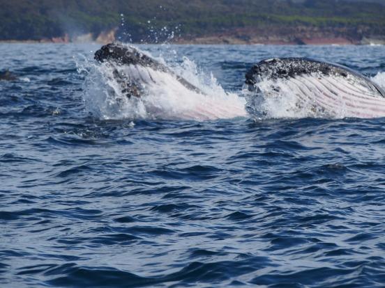 Le phoque qui « chevauche » la baleine (PHOTO)