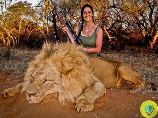 Melissa Bachman: the lion hunter who is indignant on the web (petitions)