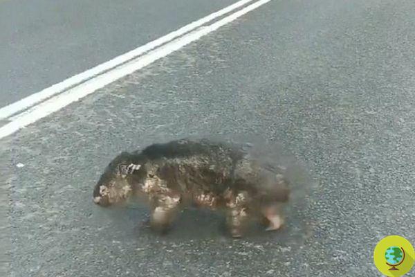 Australia: the harrowing video of the charred wombat crossing the road in search of food while fleeing the fires