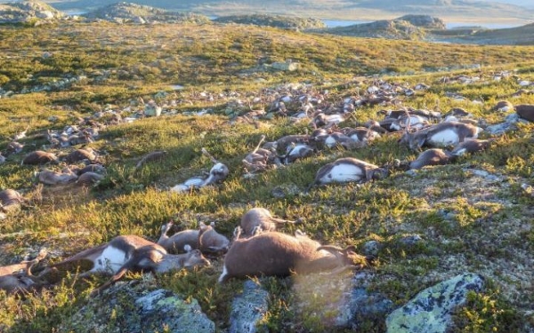 Noruega: más de 300 renos muertos por un rayo