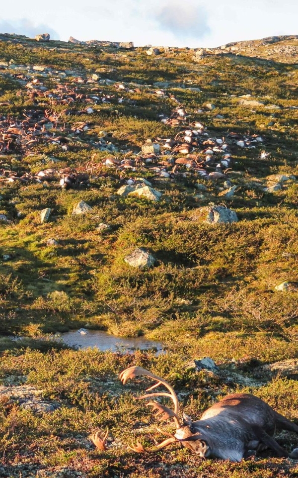 Norvège : plus de 300 rennes tués par la foudre