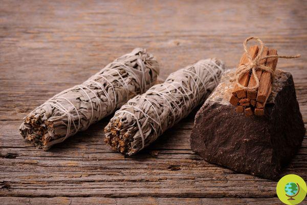 Smudge stick: the best plants and flowers to prepare the bunch that purifies the house