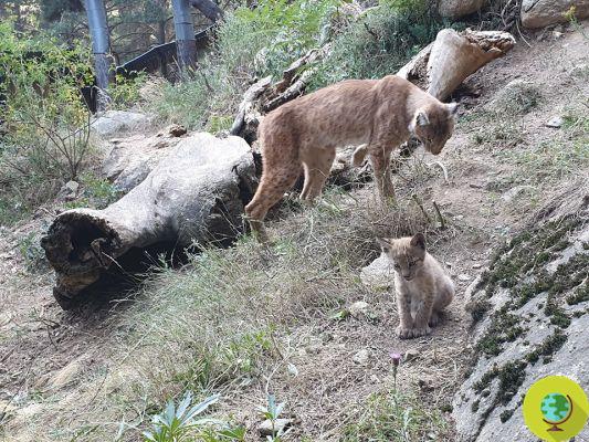 In the Pyrenees the miraculous birth of a European lynx cub: it hadn't happened for a century!