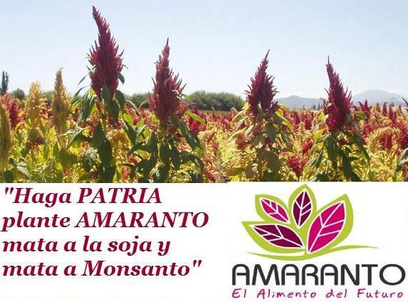Amaranth, the treasure of the Incas against GMOs Monsanto