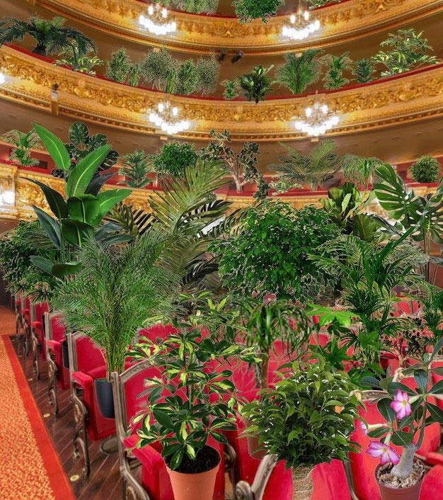 En tiempos del coronavirus un concierto en Barcelona solo para plantas: en primera fila para escuchar 'I Crisantemi' de Puccini