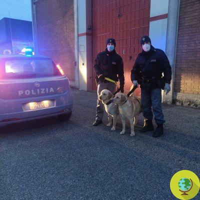 Two Labradors kidnapped last Saturday were found by the police: the emotional embrace of the reunited family