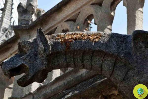 What happened to the bees that survived the Notre Dame fire?