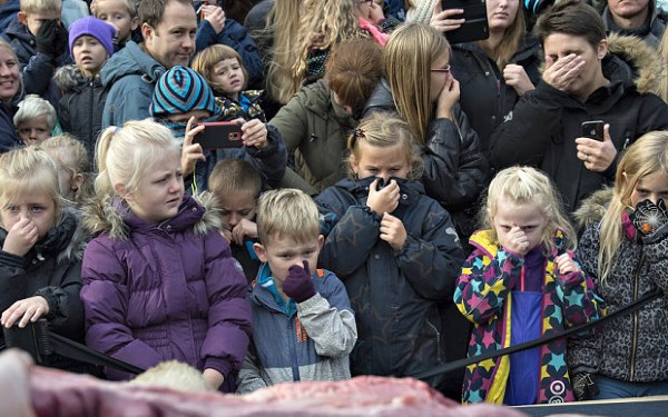 Après la girafe, un zoo danois déchire aussi une lionne devant les enfants (VIDEO)