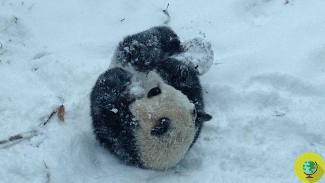 Bao bao: the captive panda plays in the snow for the first time (VIDEO)