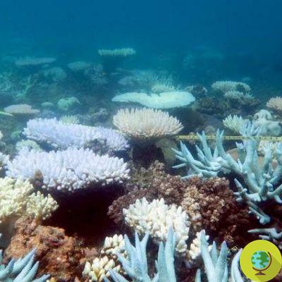 El arrecife de coral se defiende del cambio climático produciendo nubes