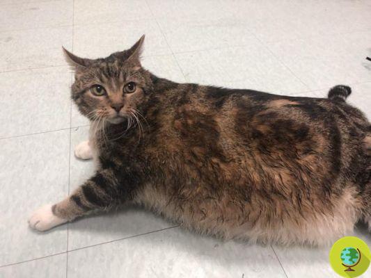 Lasagna, le chat obèse abandonné à cause des kilos pris pendant la quarantaine